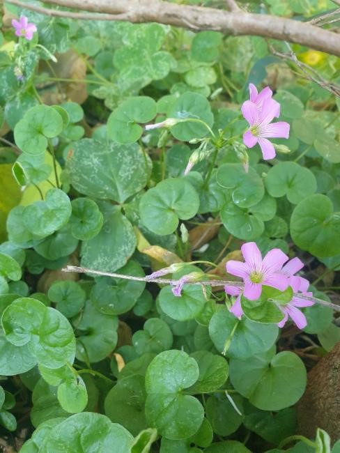 Tiny, delicate, pinkish mauve, funnel shaped flowers with clover like leaves.
