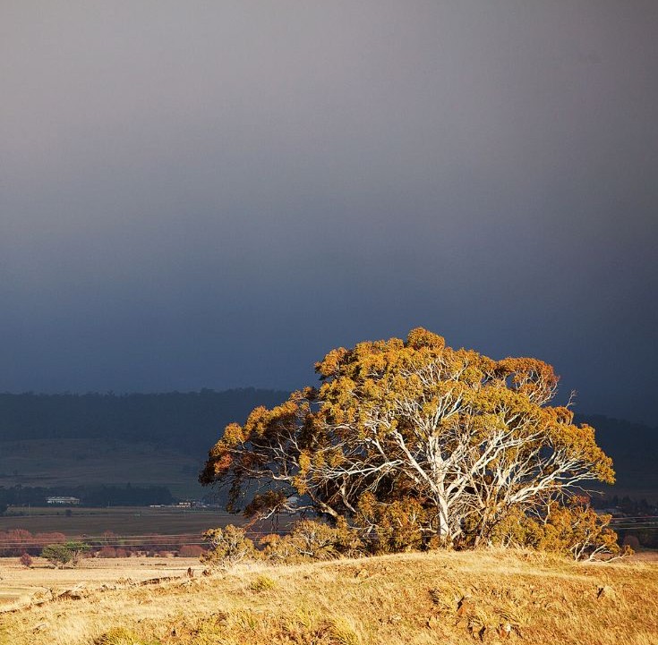 A tree stands in sunlight against the backdrop of a dark storm sky, its branches lit while the land around lies in shadow.
